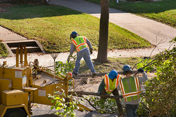 Best Lawn Watering Services  in Idaho Springs, CO