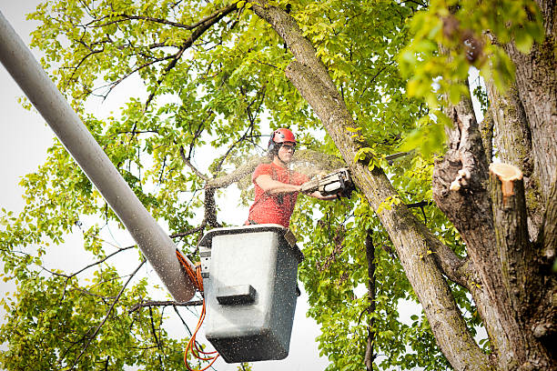 Best Hazardous Tree Removal  in Idaho Springs, CO